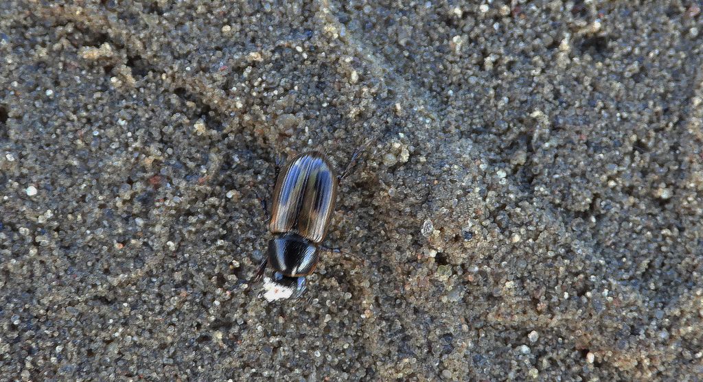 Plug zmienny (Chilothorax distinctus)