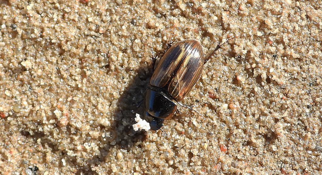 Plug zmienny (Chilothorax distinctus)