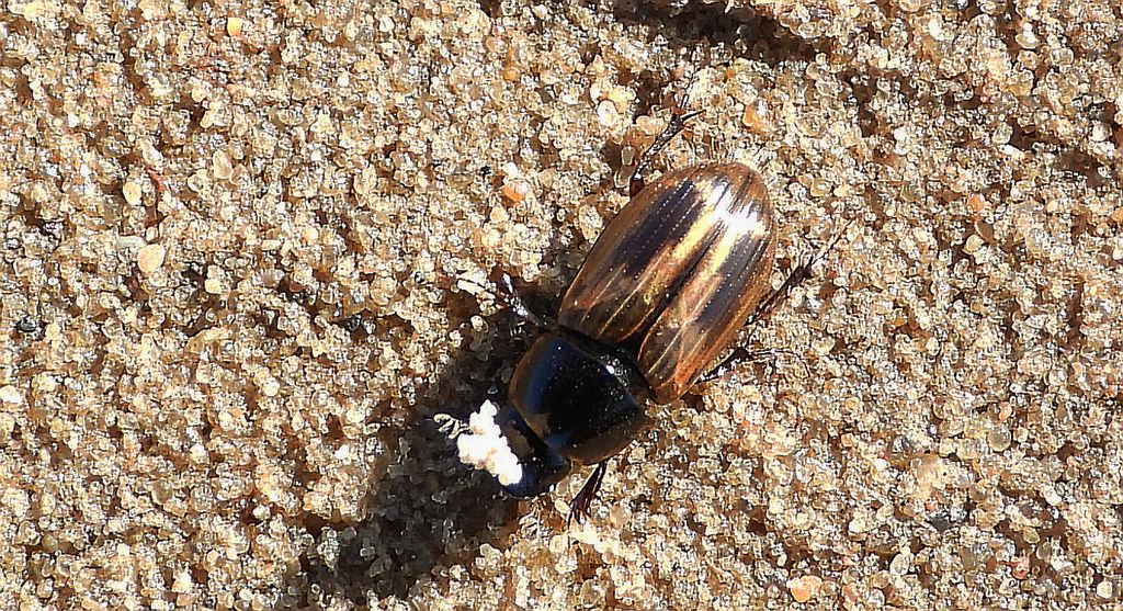 Plug zmienny (Chilothorax distinctus)