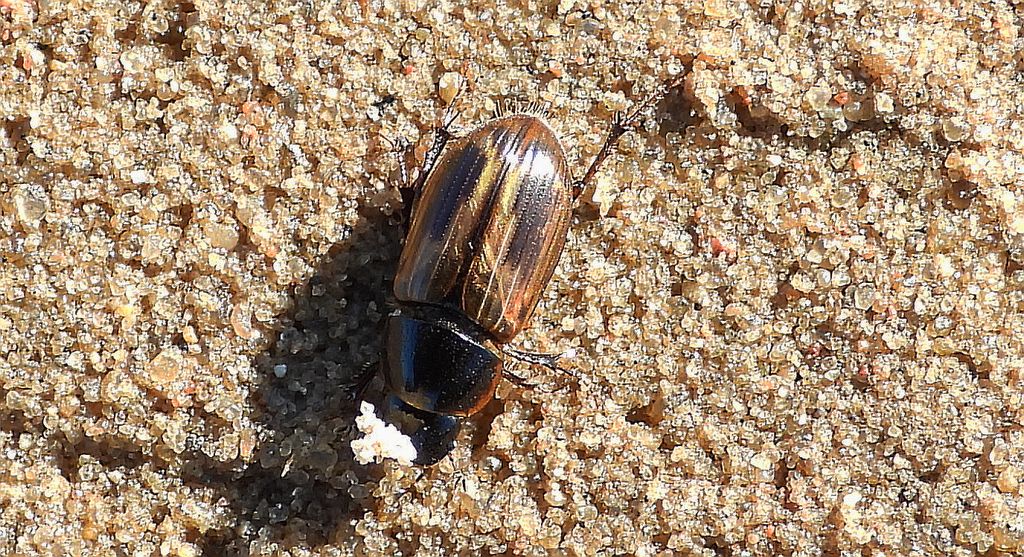 Plug zmienny (Chilothorax distinctus)