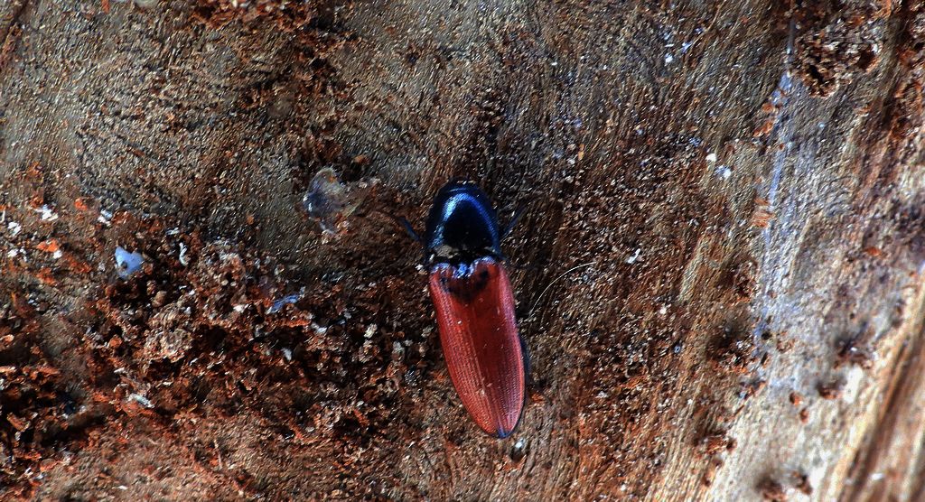 Sprężyk sosnowy (Ampedus sanguineus)