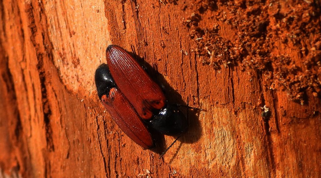 Sprężyk sosnowy (Ampedus sanguineus)