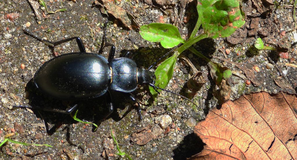 Biegacz gładki (Carabus glabratus)