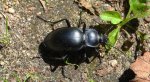 Biegacz gładki (Carabus glabratus)
