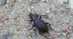 Biegacz granulowany (Carabus granulatus)