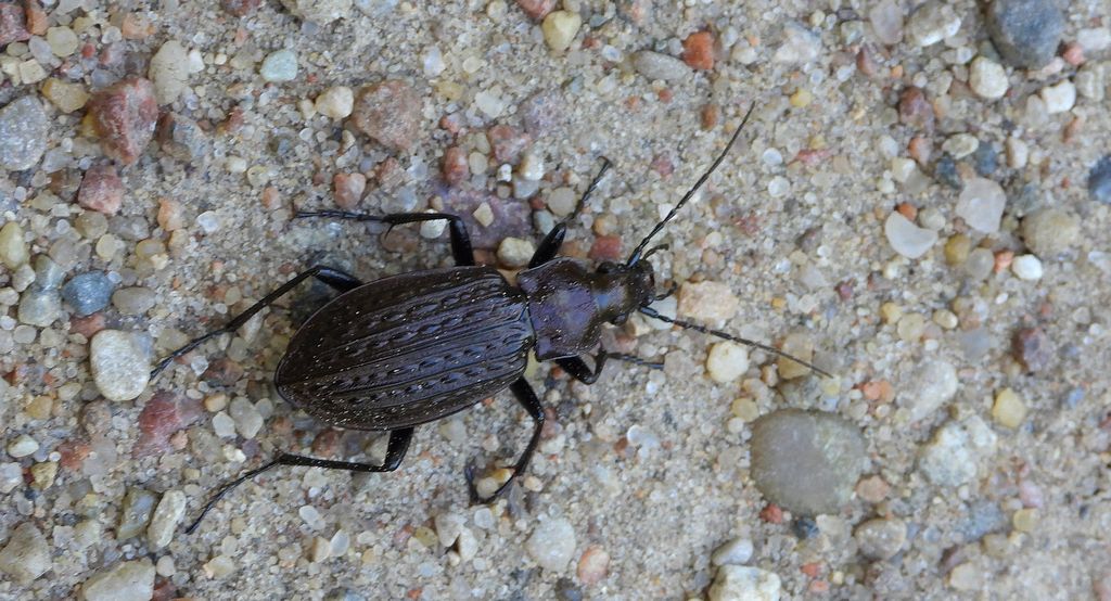 Biegacz granulowany (Carabus granulatus)