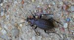Biegacz granulowany (Carabus granulatus)