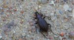Biegacz granulowany (Carabus granulatus)