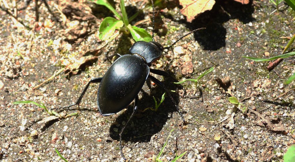 Biegacz gładki (Carabus glabratus)