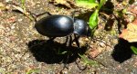 Biegacz gładki (Carabus glabratus)