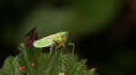Bezrąbek sadowiec (Cicadella viridis)