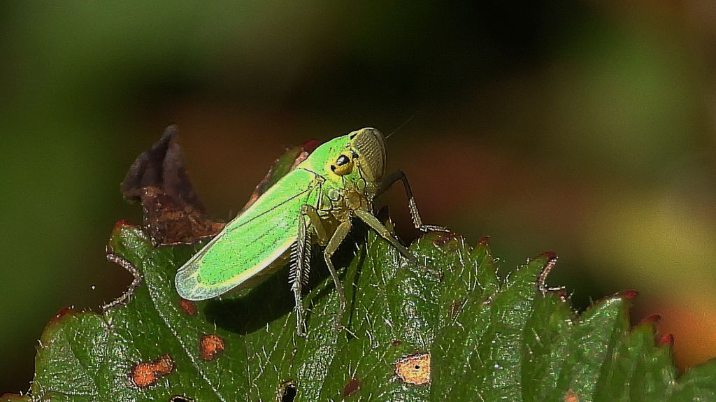 Bezrąbek sadowiec (Cicadella viridis)