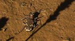 Trzyszcz górski (Cicindela sylvicola)