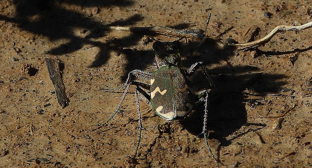 Trzyszcz górski (Cicindela sylvicola)