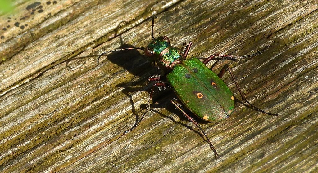 Trzyszcz polny (Cicindela campestris)