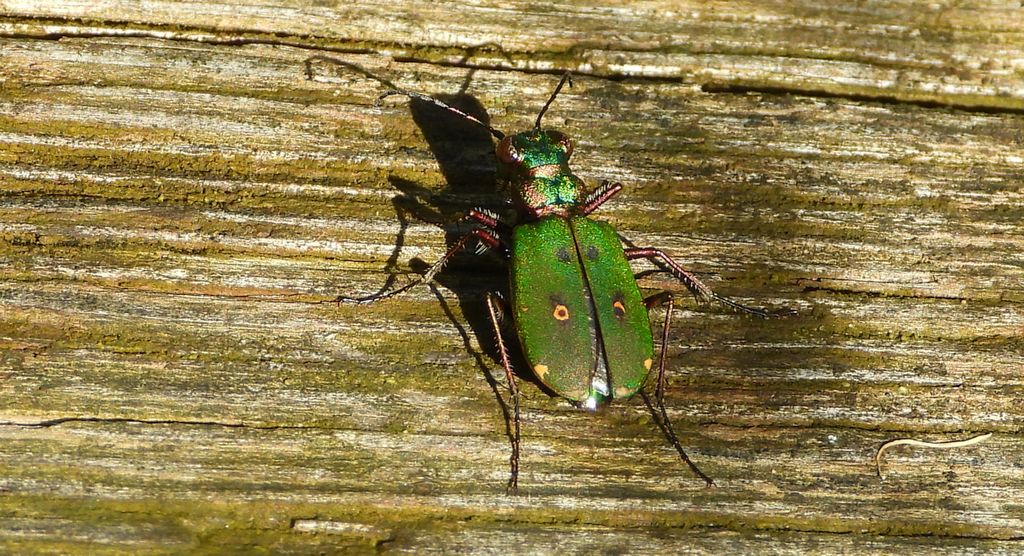 Trzyszcz polny (Cicindela campestris)
