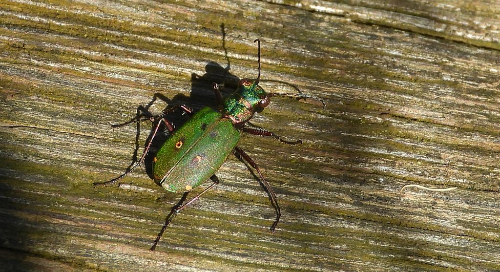 Trzyszcz polny (Cicindela campestris)