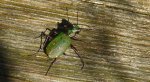 Trzyszcz polny (Cicindela campestris)