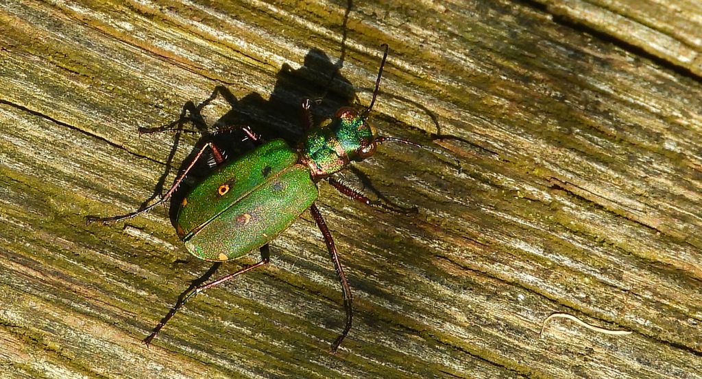Trzyszcz polny (Cicindela campestris)