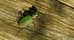 Trzyszcz polny (Cicindela campestris)