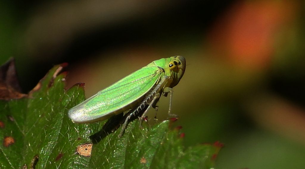Bezrąbek sadowiec (Cicadella viridis)
