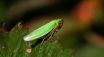 Bezrąbek sadowiec (Cicadella viridis)