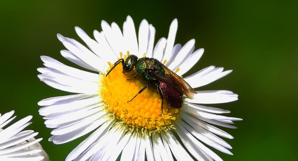Złotolitka ognista (Chrysis ignita)