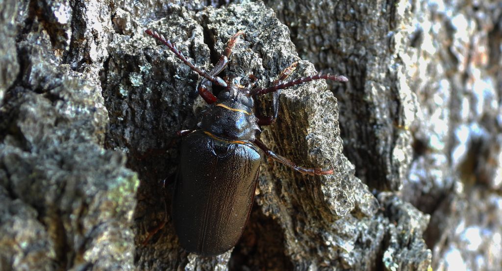 Dyląż garbarz (Prionus coriarius)