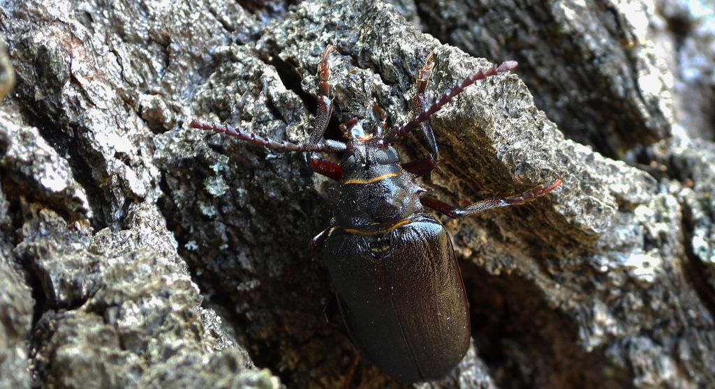 Dyląż garbarz (Prionus coriarius)