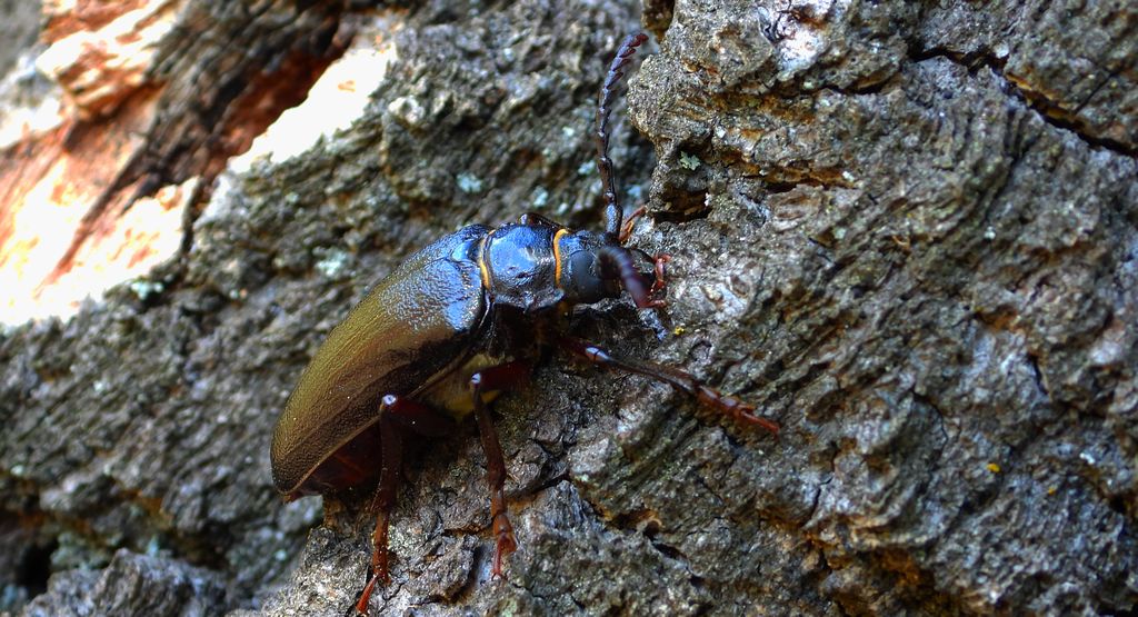Dyląż garbarz (Prionus coriarius)