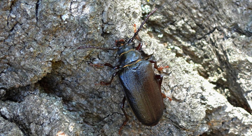 Dyląż garbarz (Prionus coriarius)