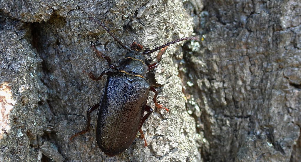 Dyląż garbarz (Prionus coriarius)