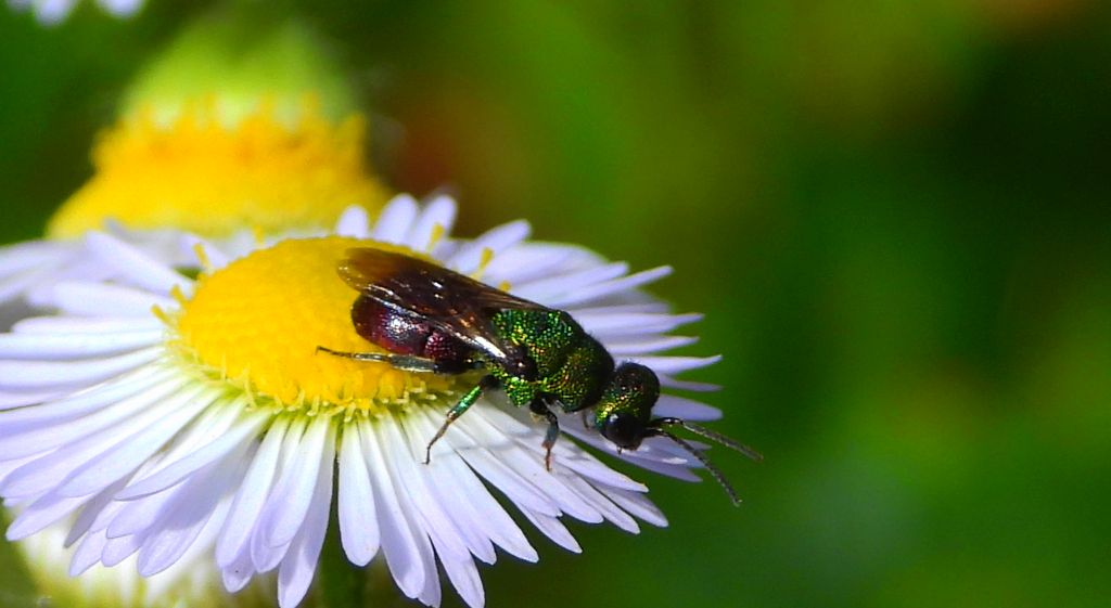 Złotolitka ognista (Chrysis ignita)