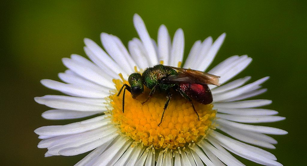 Złotolitka ognista (Chrysis ignita)