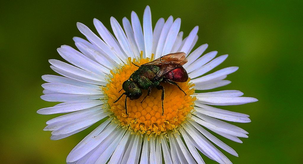 Złotolitka ognista (Chrysis ignita)