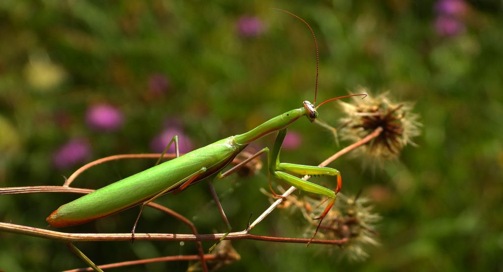 Modliszka zwyczajna, modliszka bigotek, wieszczka czczona, modliszka (Mantis religiosa)