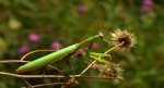 Modliszka zwyczajna, modliszka bigotek, wieszczka czczona, modliszka (Mantis religiosa)
