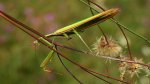 Modliszka zwyczajna, modliszka bigotek, wieszczka czczona, modliszka (Mantis religiosa)