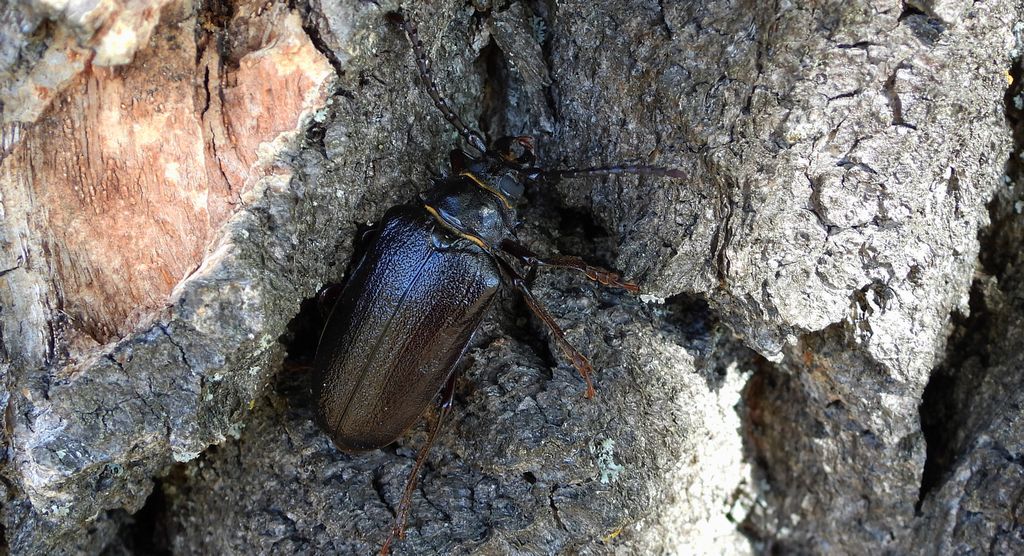 Dyląż garbarz (Prionus coriarius)