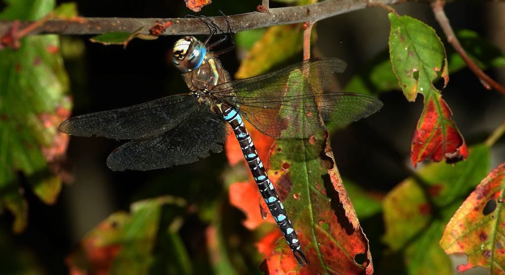 Żagnica jesienna (Aeshna mixta)