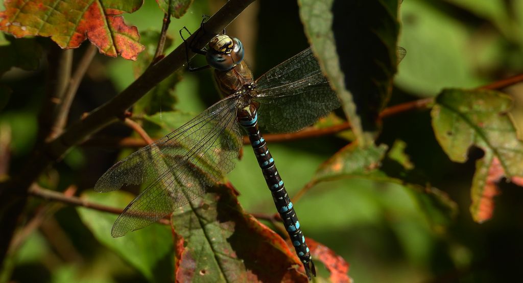 Żagnica jesienna (Aeshna mixta)