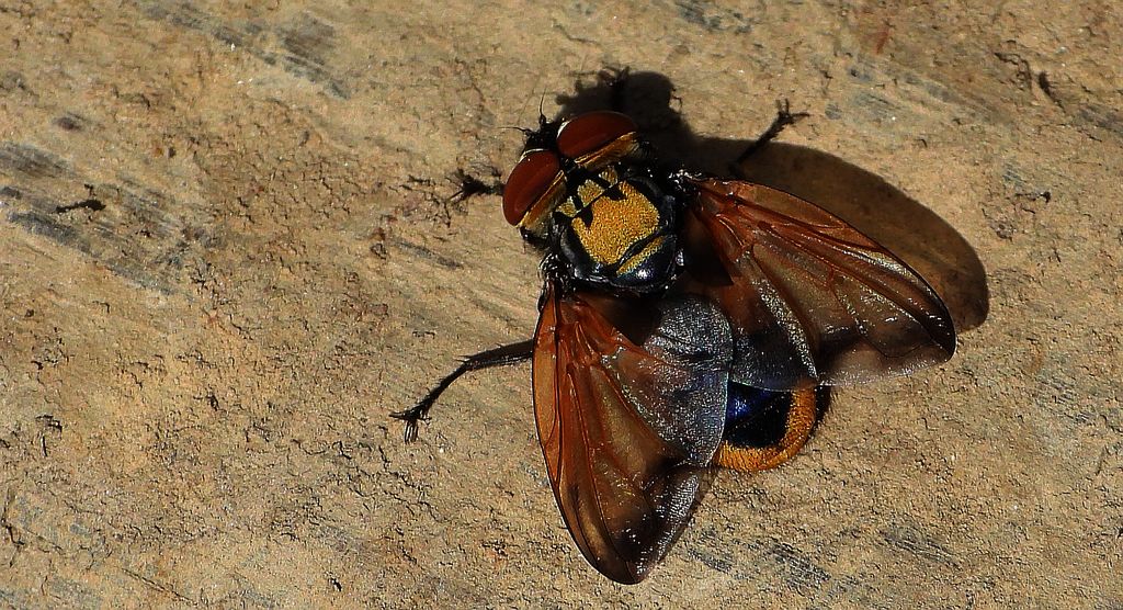 Paśnica królewska (Phasia aurigera)