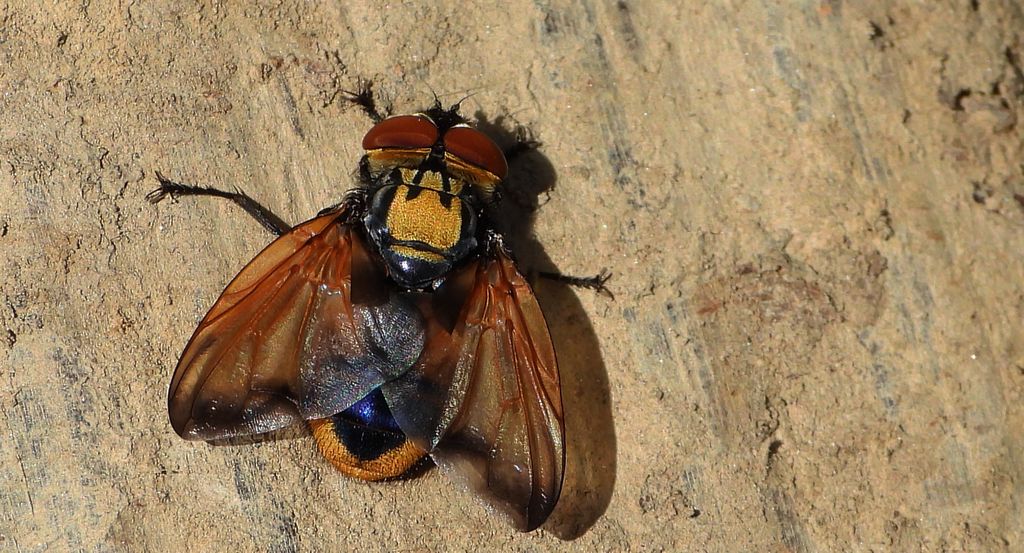 Paśnica królewska (Phasia aurigera)