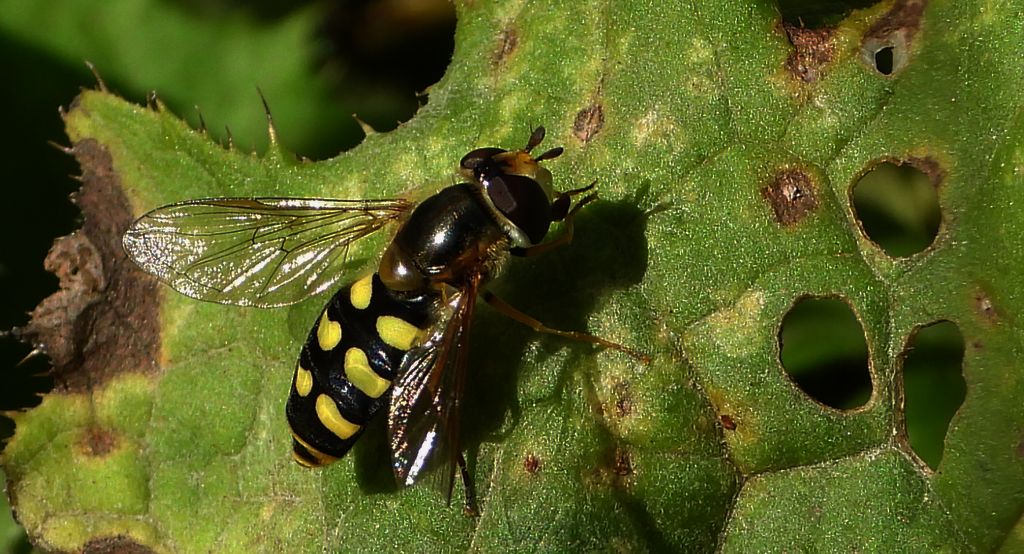 Bzyg lustrzyk (Eupeodes luniger)