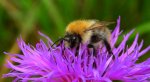 Trzmiel rudy (Bombus pascuorum)