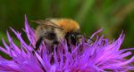 Trzmiel rudy (Bombus pascuorum)