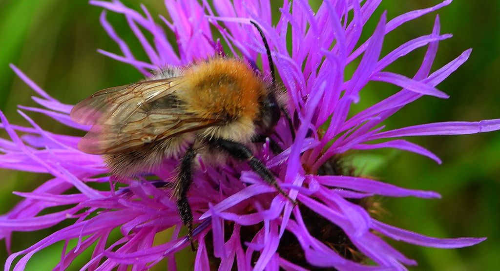 Trzmiel rudy (Bombus pascuorum)