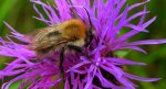 Trzmiel rudy (Bombus pascuorum)