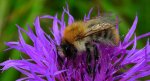 Trzmiel rudy (Bombus pascuorum)