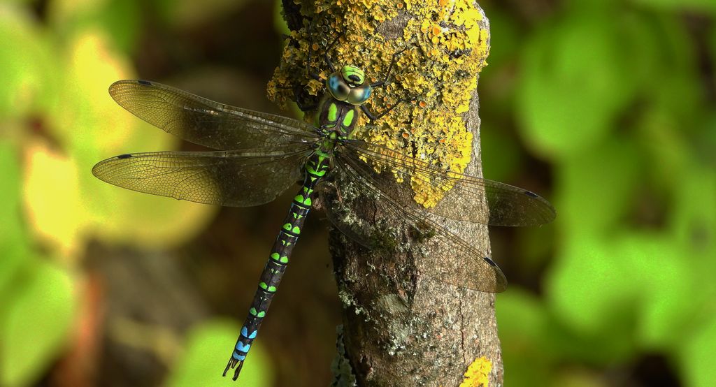 Żagnica sina (Aeshna cyanea)